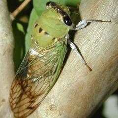 Superb Dog-Day Cicada