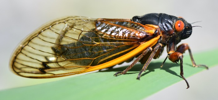 It's Cicada Time Cicadas Brood X 2021 Eastern USA Entomologist Bug Lover Insect Funny Cicada Invasion Soft-Style Kid Tee