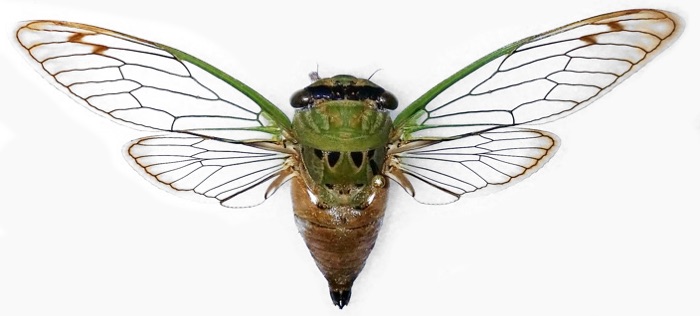 Neotibicen linnei