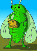 cicada marsupial