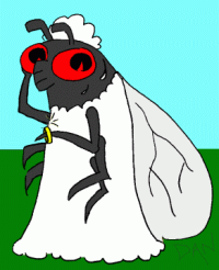 cicada bride