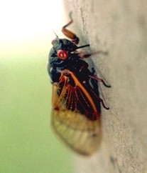 A feeding cicada.