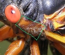 Orange marking behind eye used to identify -decim Magicicadas.
