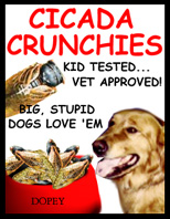 dogs love cicadas
