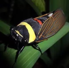 Tacua speciosa from Malaysia on a leaf