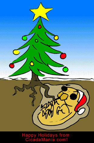 cicada xmas